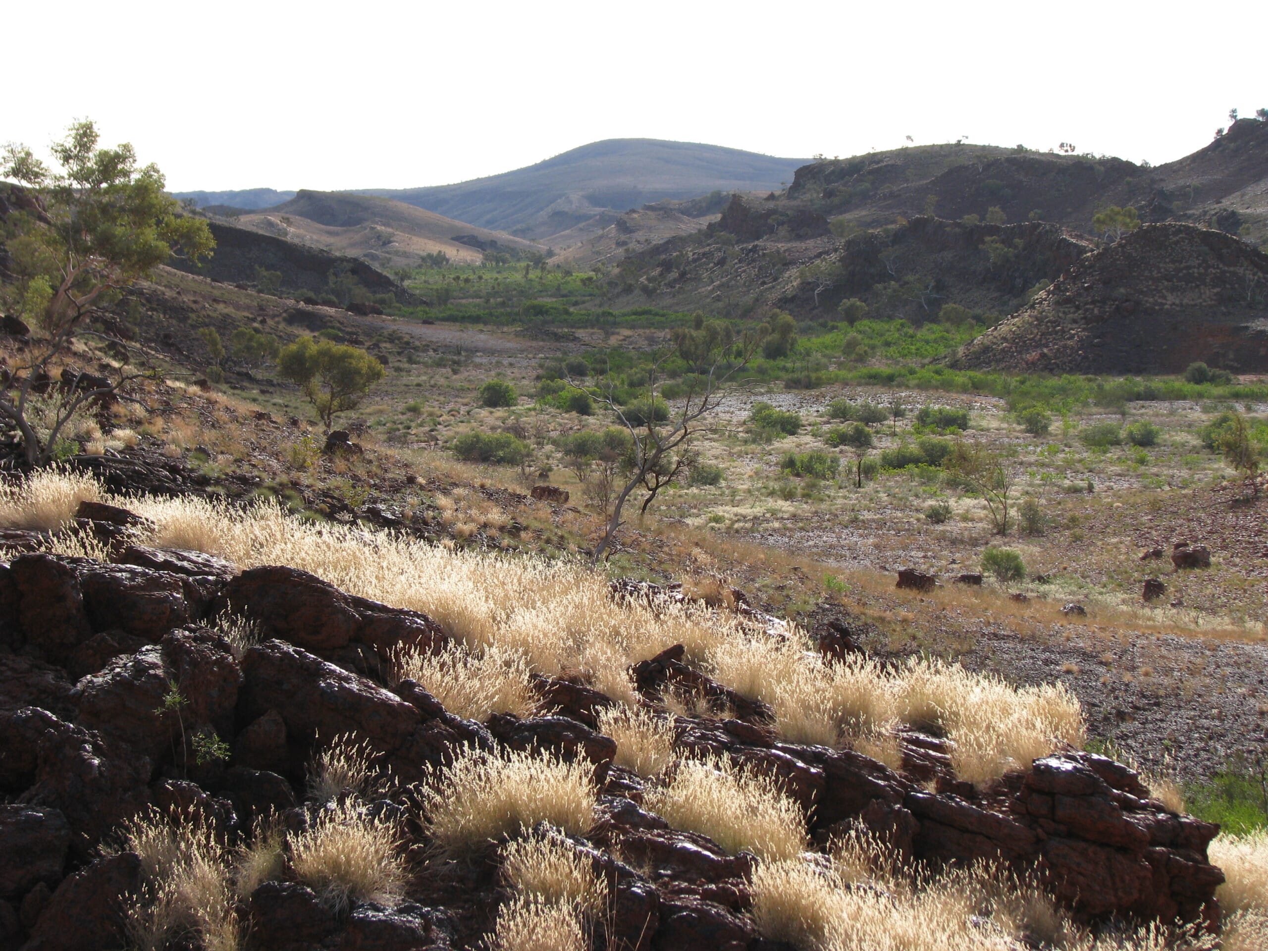 Dry grass on rocky outcrop